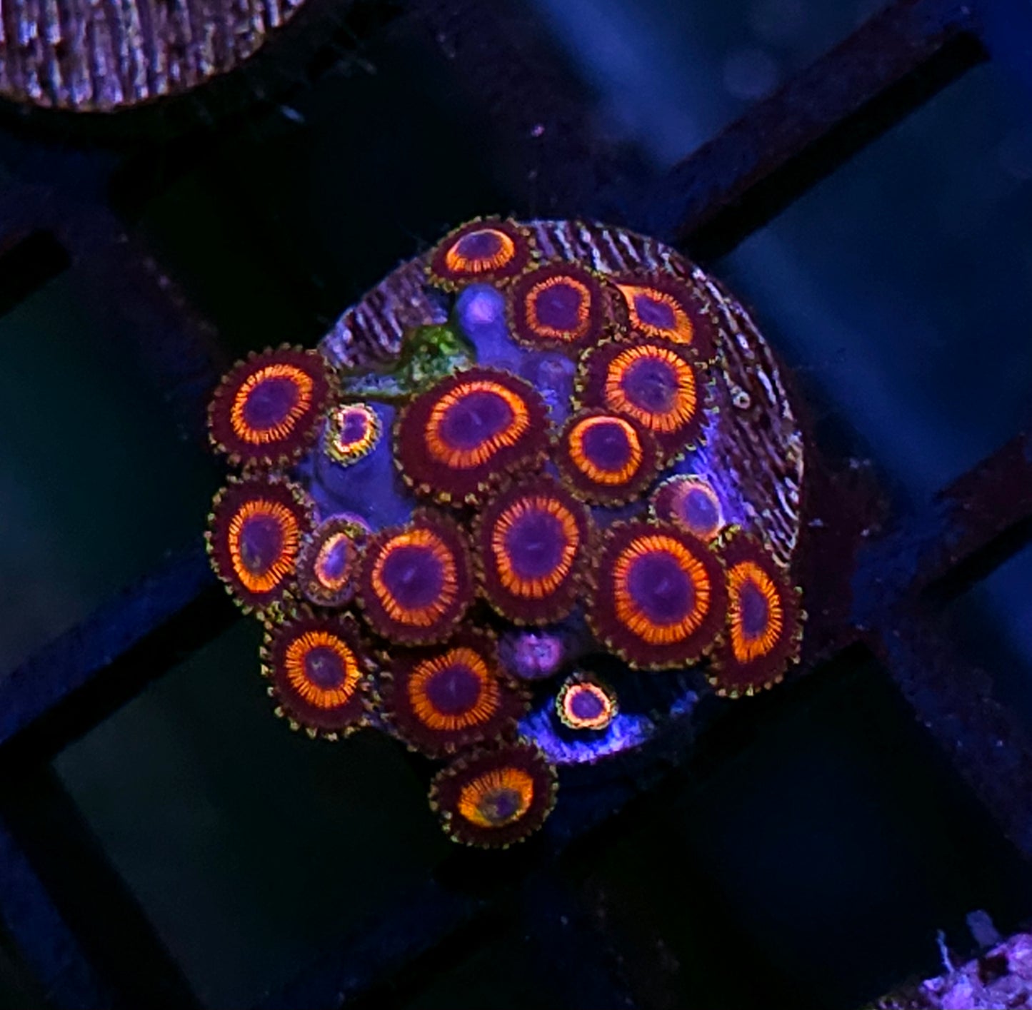 Space Ghost Zoas