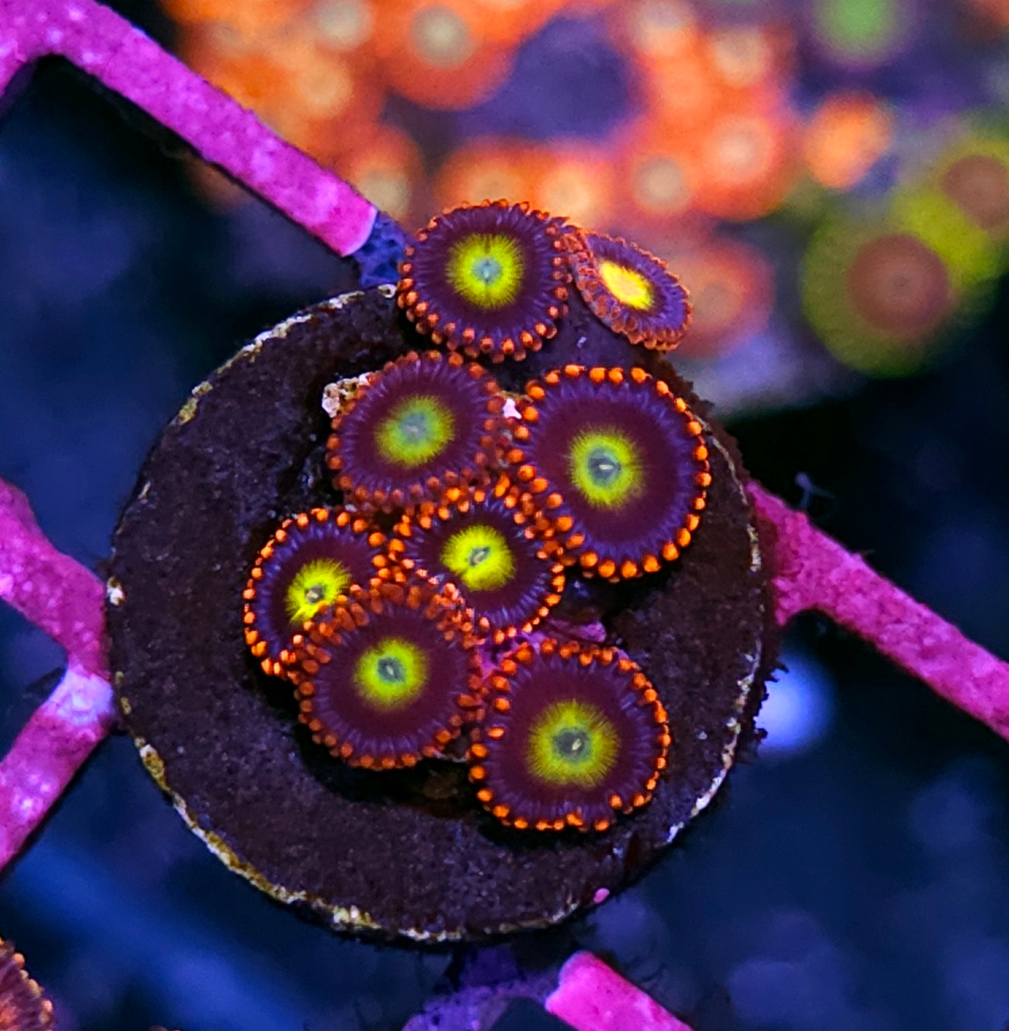 Clown Killer Zoas