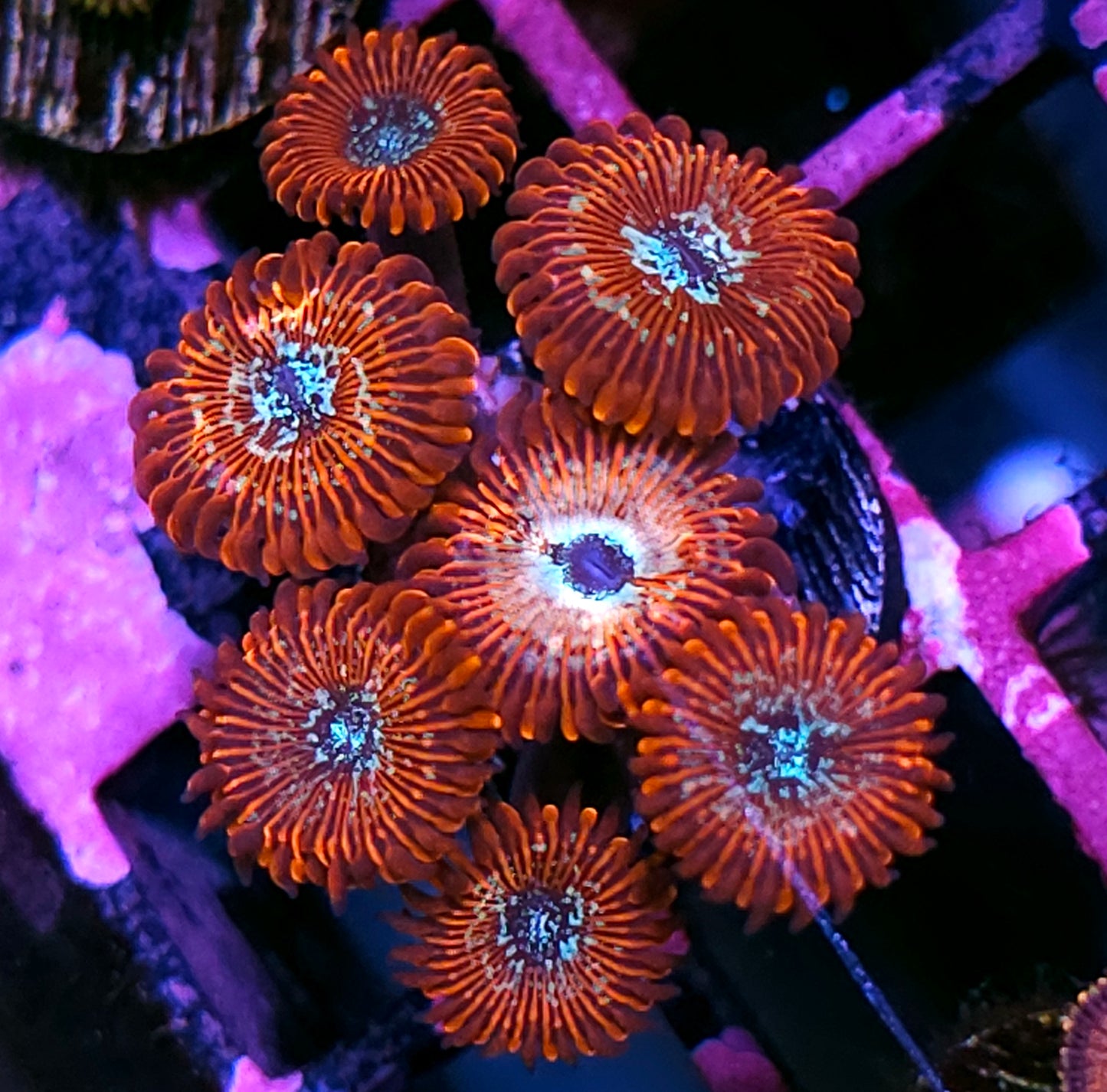 Seduction Zoas