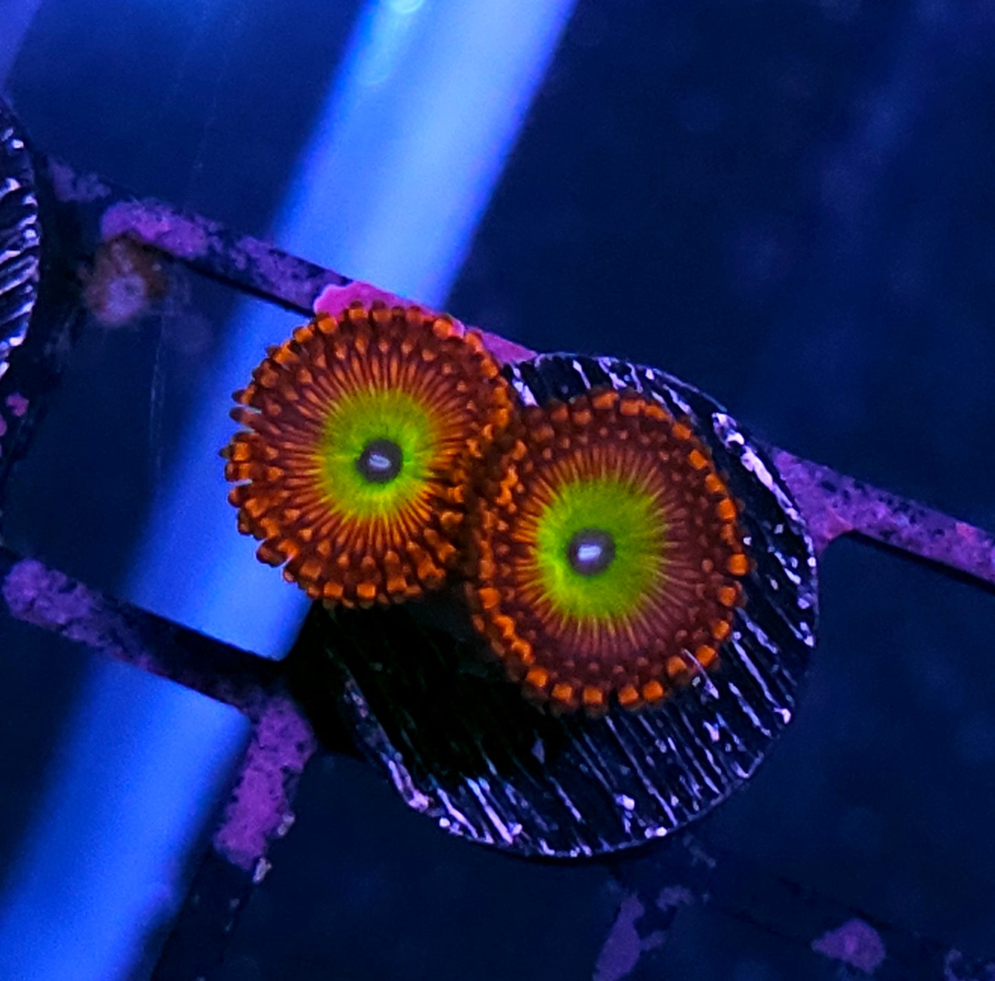 Atomic Fireball Zoas