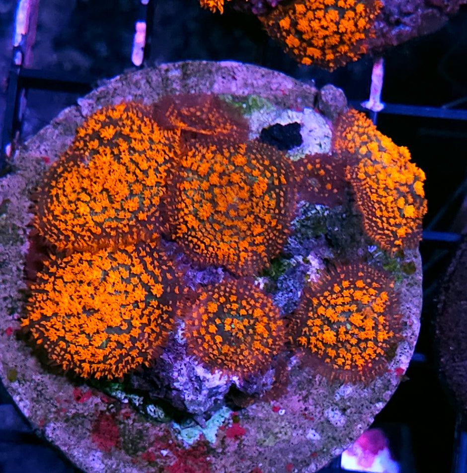 HF Incinerator Pom Pom Mushroom Colony RARE