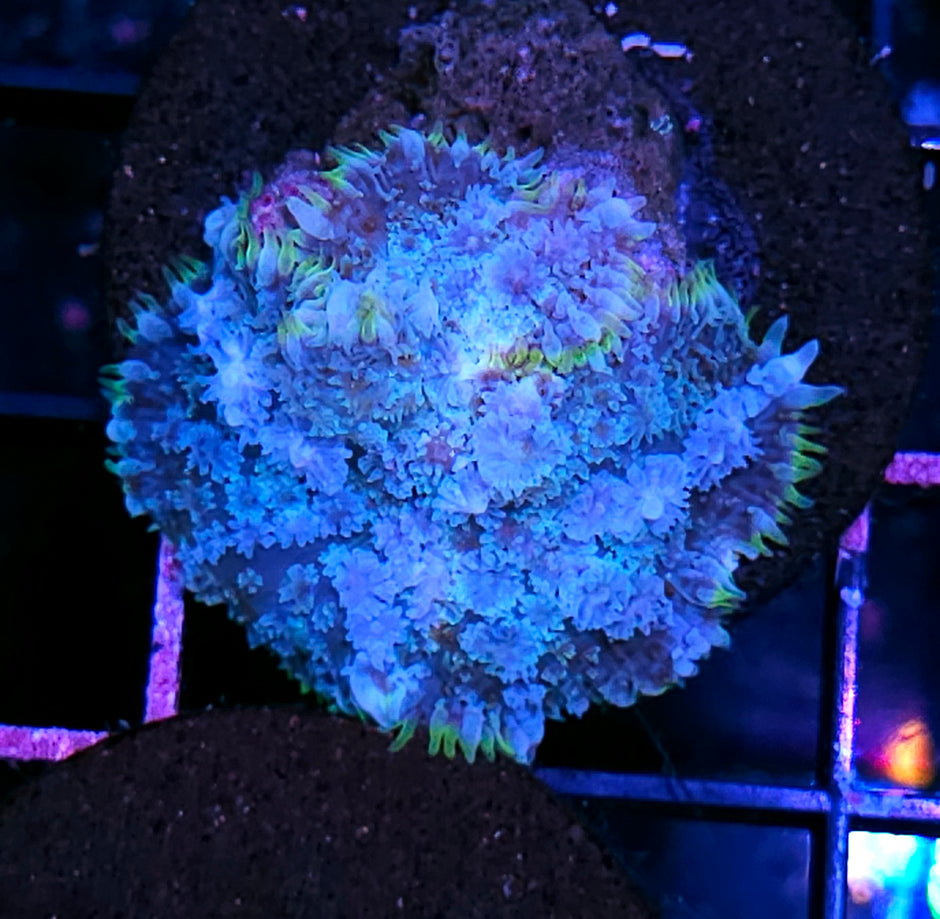 HF Frostbite Pom Pom Mushroom RARE