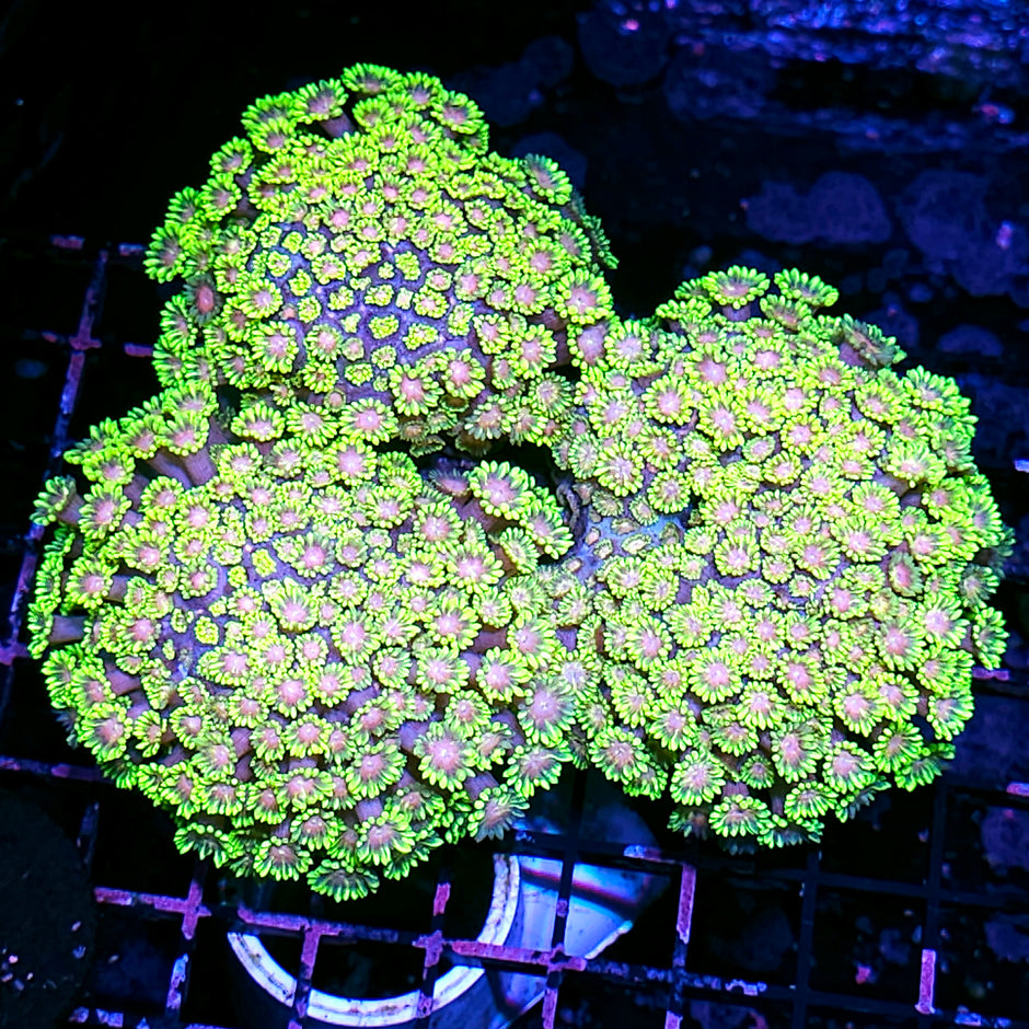 XXL Branching Phantasia Goniopora Colony
