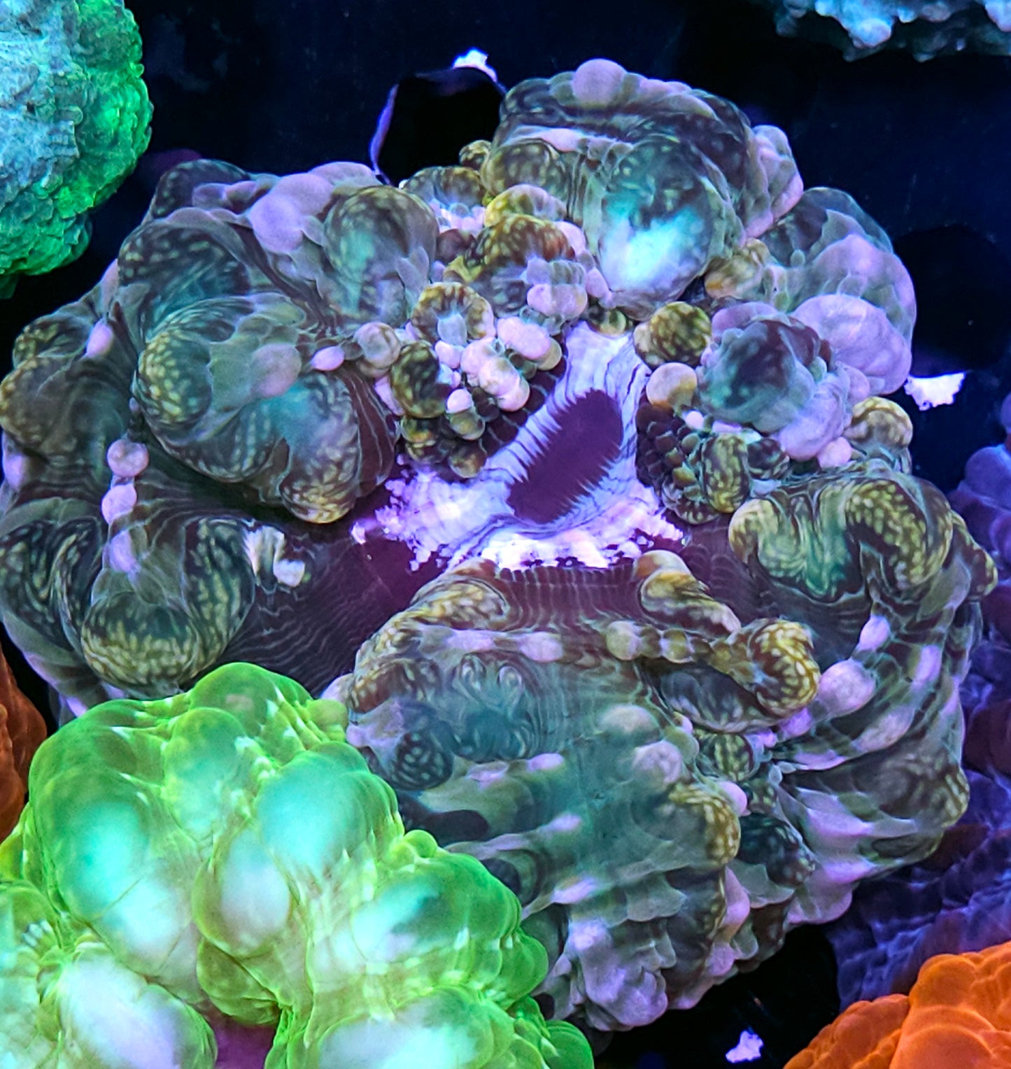 Serpent Skin Indophyllia
