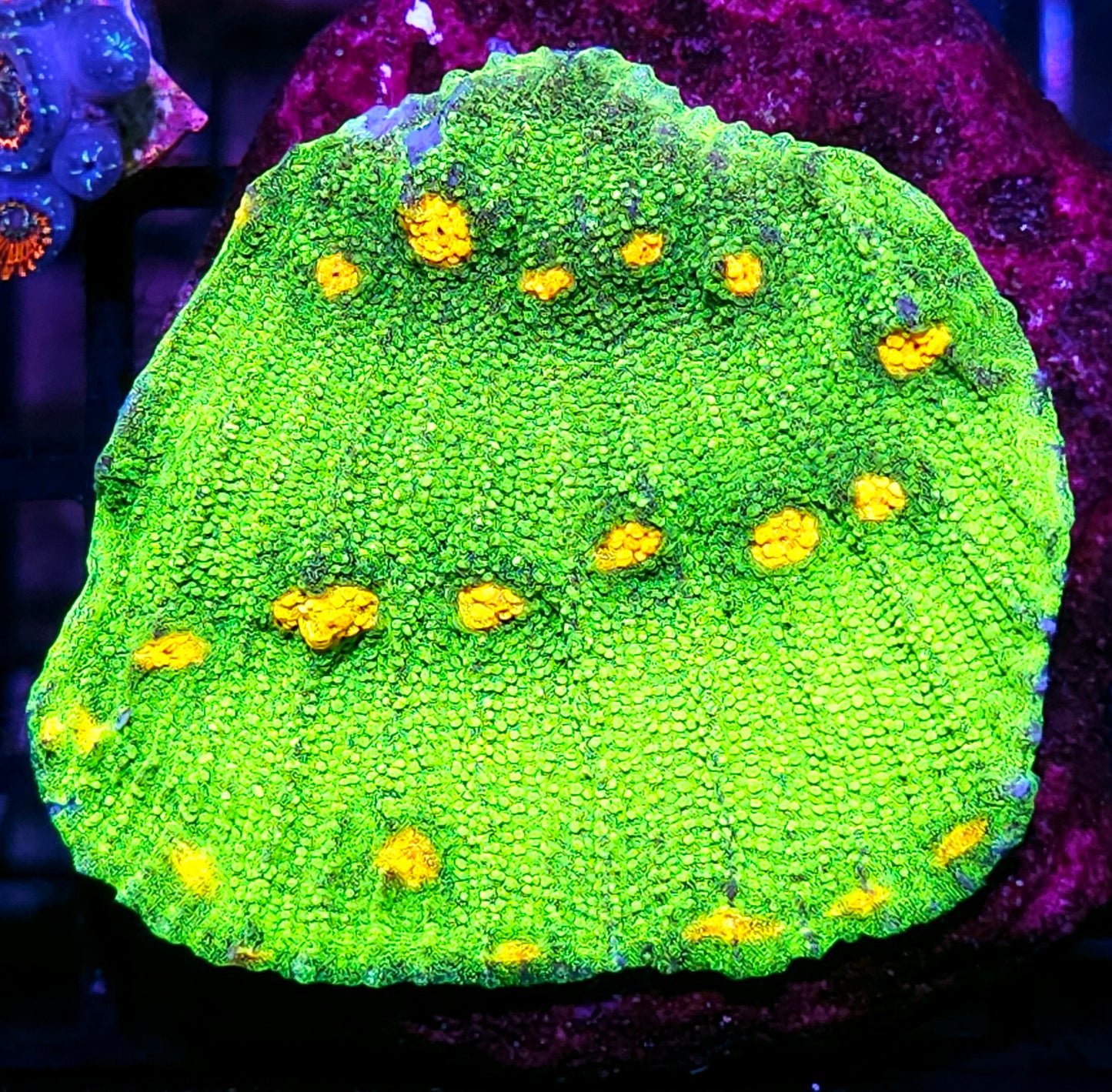 4" Space Invaders Chalice Colony