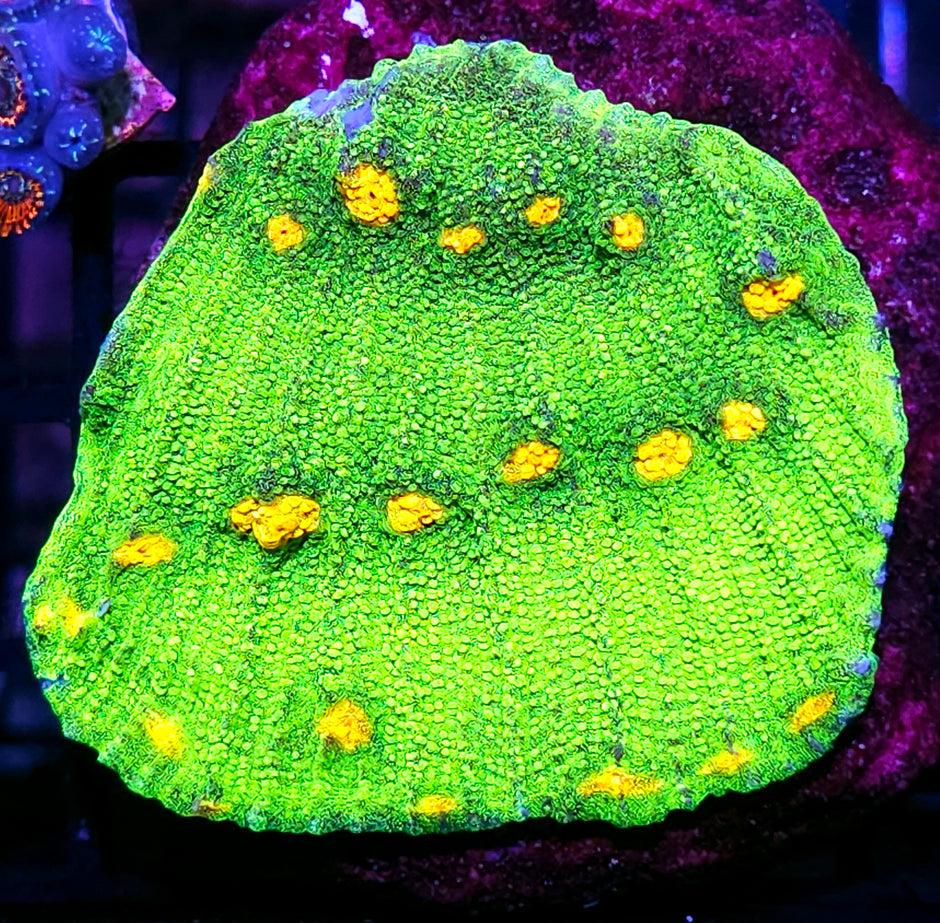 4" Space Invaders Chalice Colony