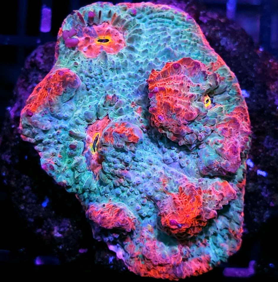 4" Candy Paint Chalice Colony