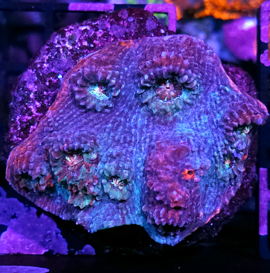 4" Mystic Rainbow Chalice