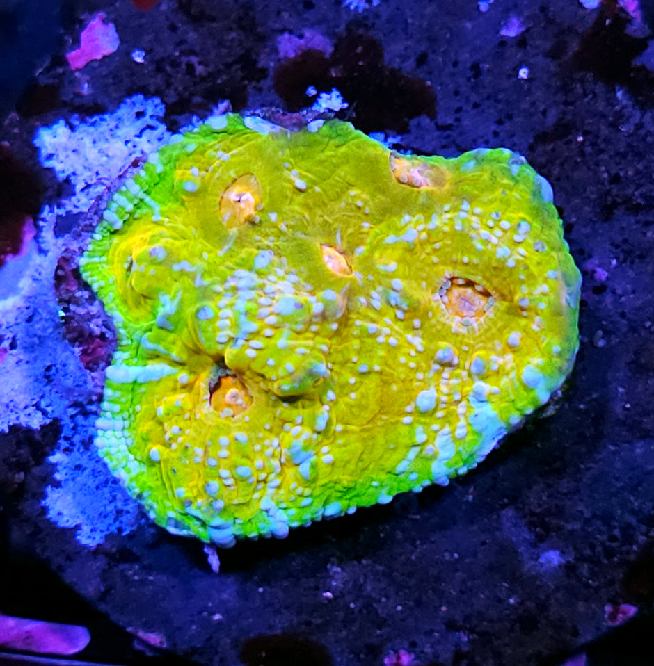 HF Rainbow Requiem Chalice