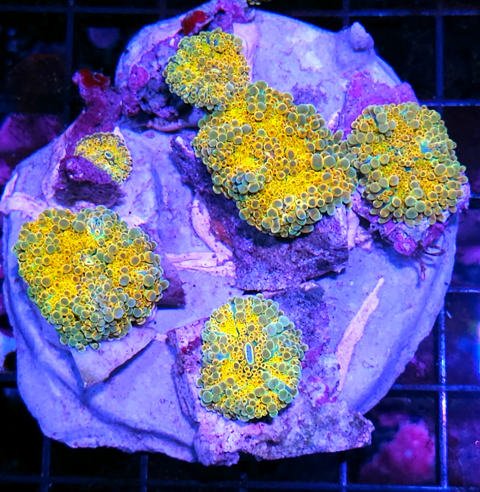 Sun Gods Malay Yuma Colony