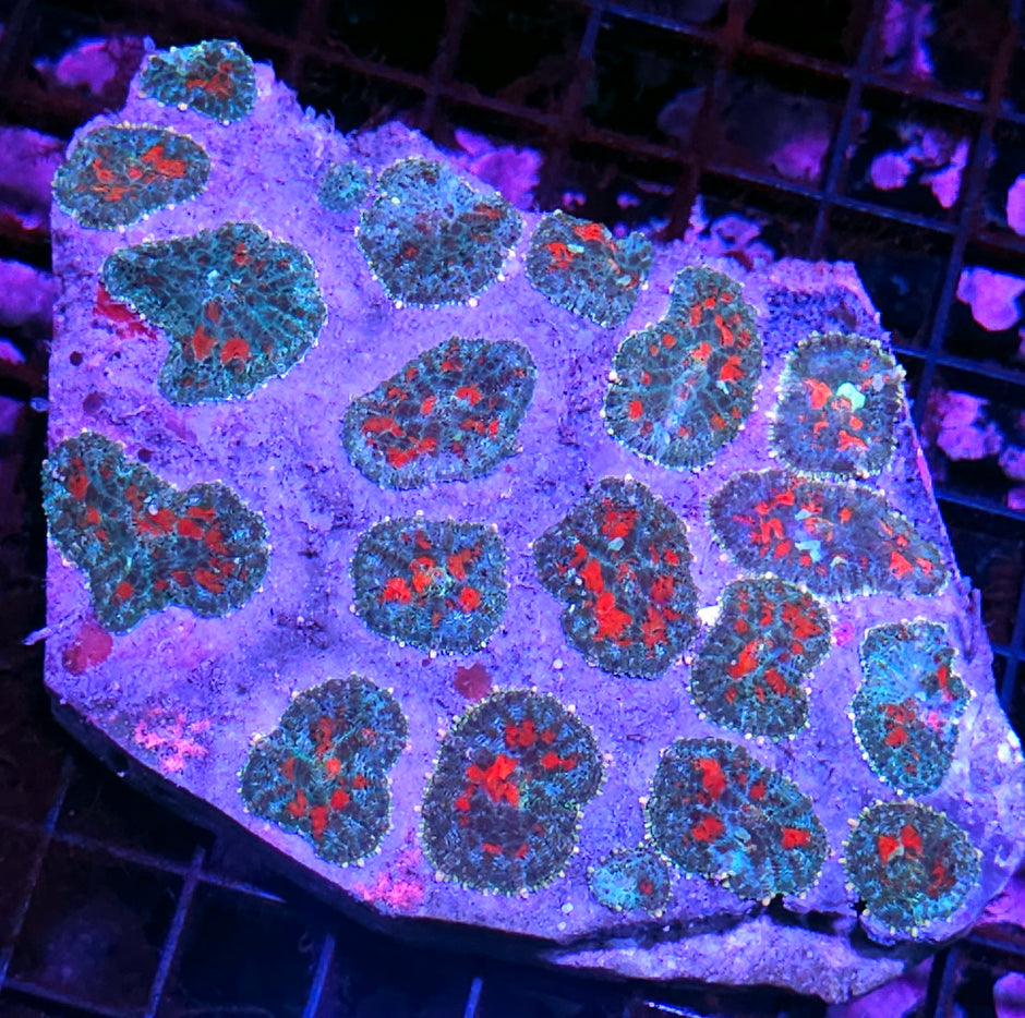 6" Murder Scenes Mushroom Colony