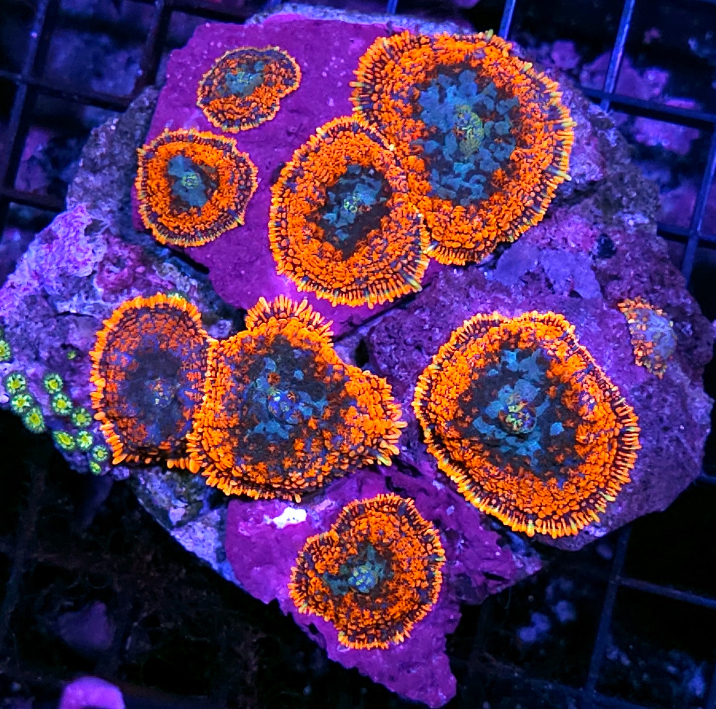 6" Graffiti Mushroom Colony