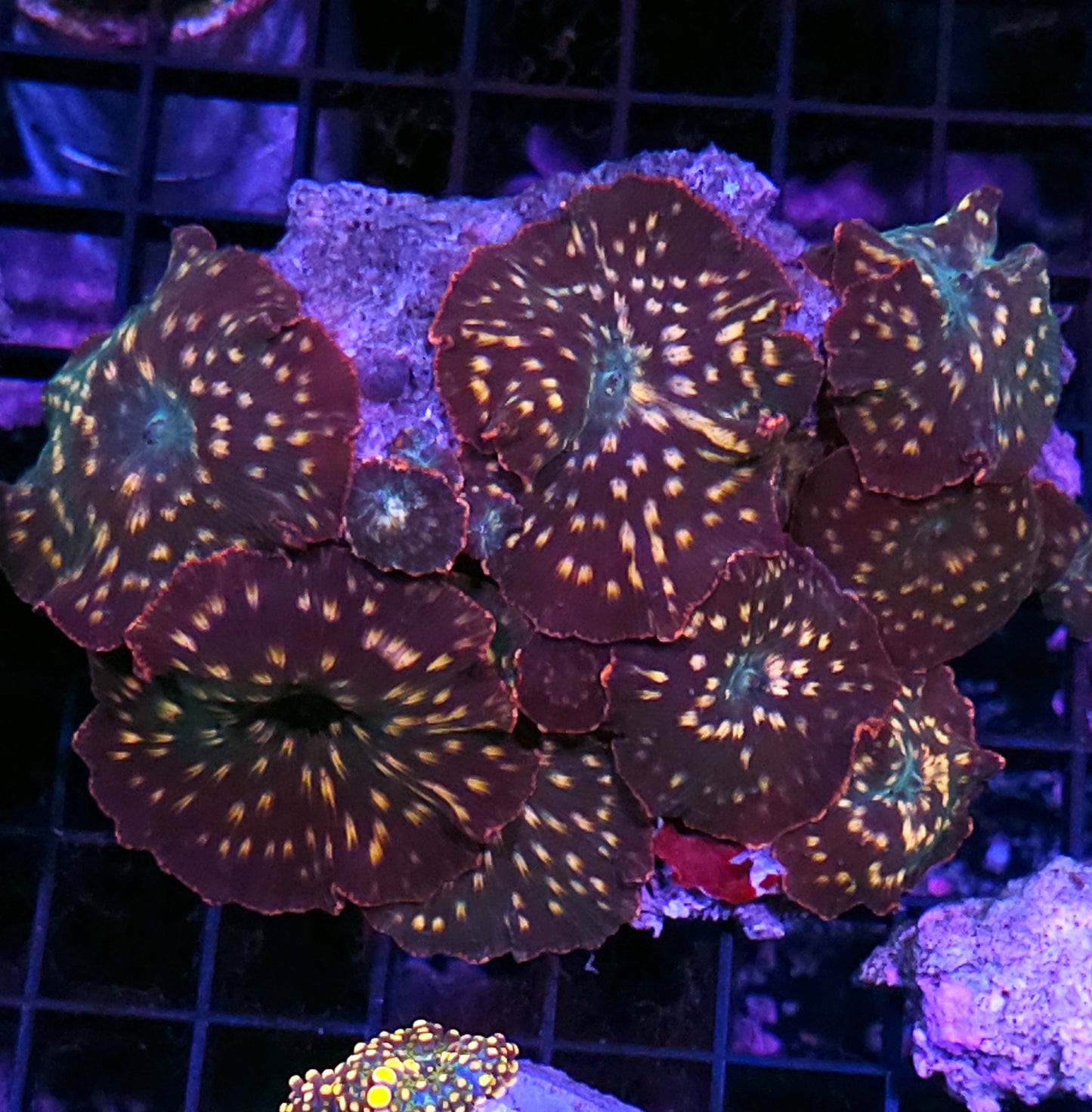 6" Immaculate Conception Mushroom Colony