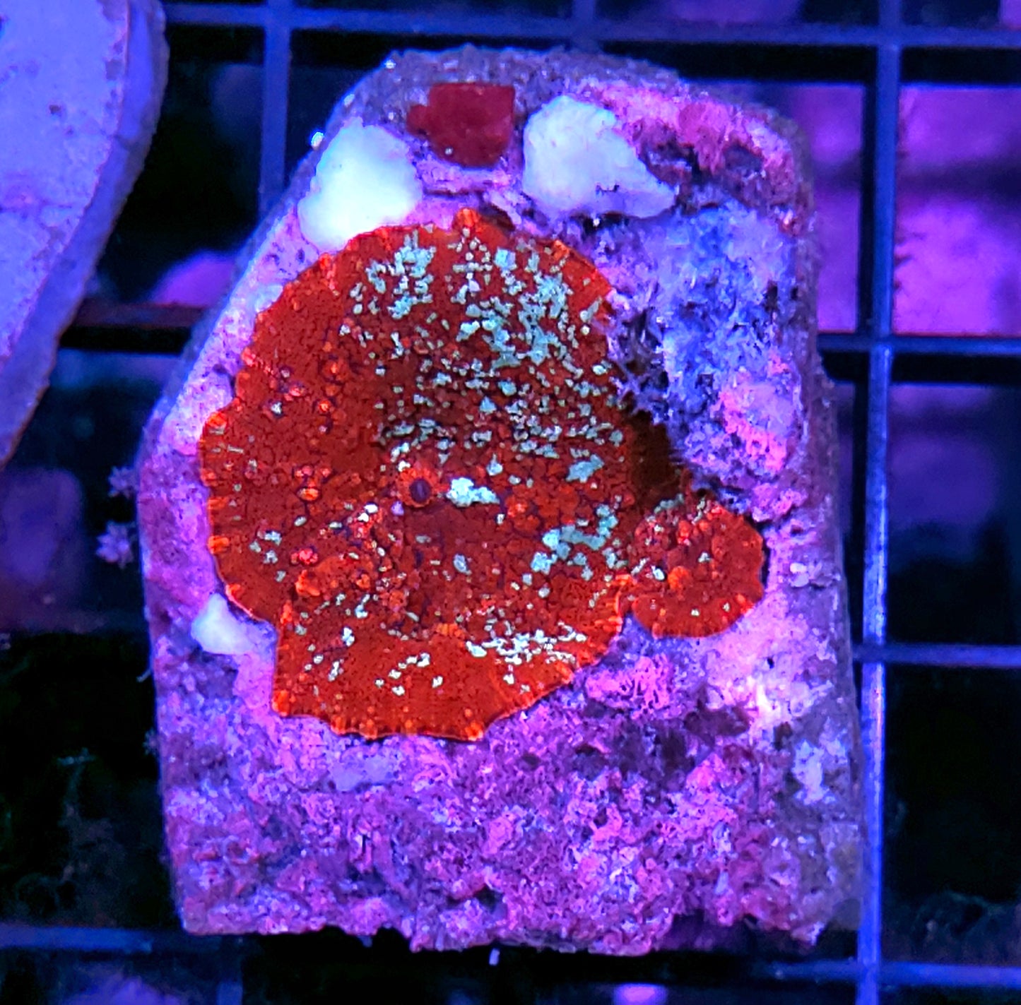 REAL Red Devil Mushrooms 💪🤯