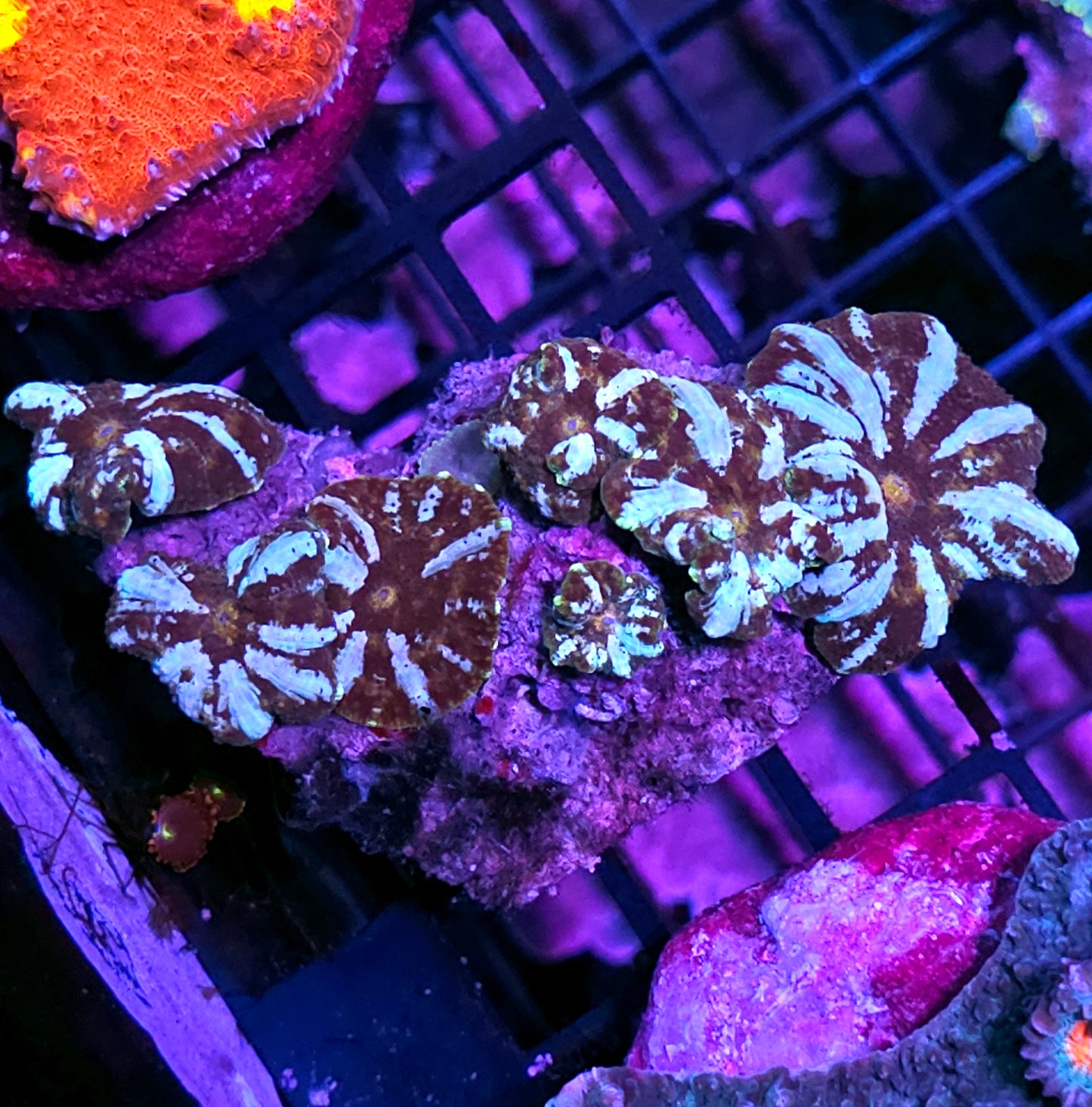 Holy Shit Bounce Mushroom Colony
