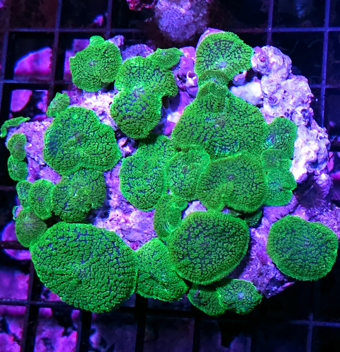6" Kryptonite Gumdrop Mushroom Colony