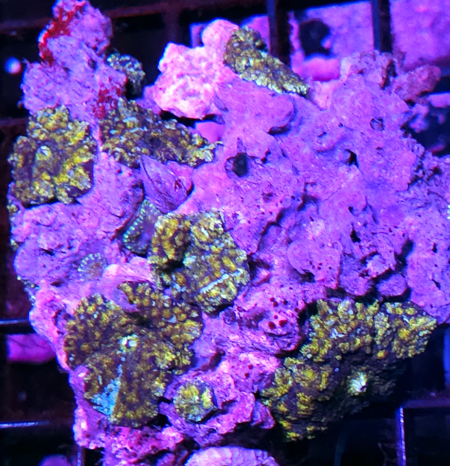 Nuclear Fallout Jawbreaker Mushroom Colony
