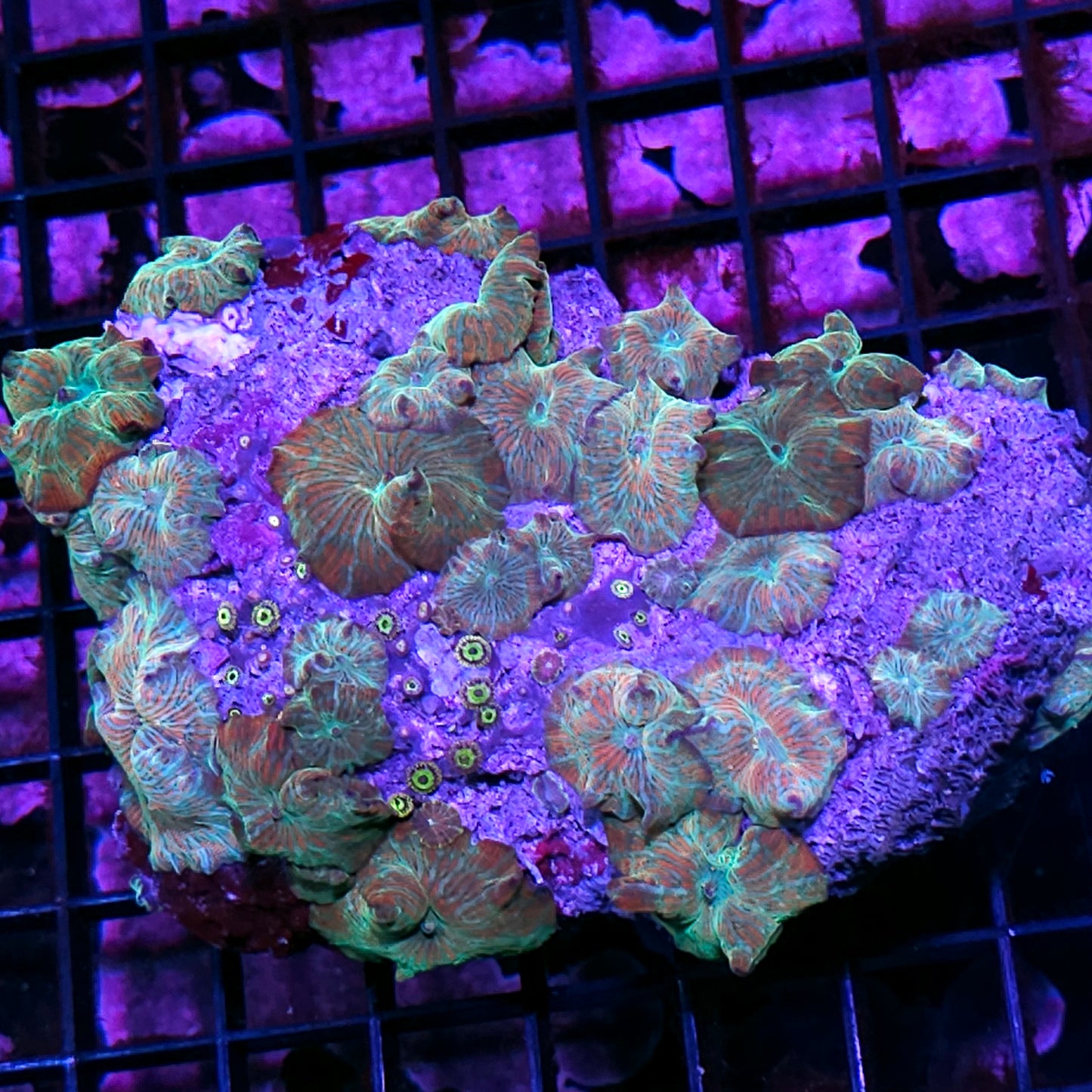 6" Wowzers Watermelon Mushroom Colony