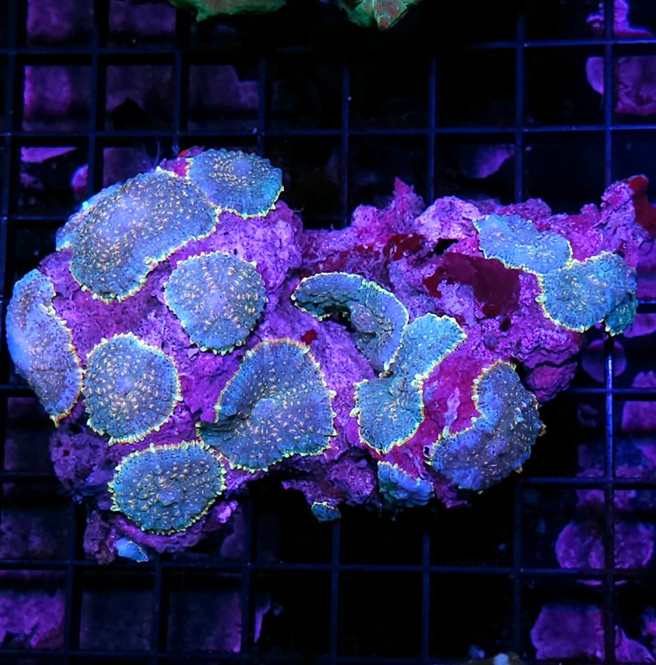 6" Falling Stars Mushroom Colony