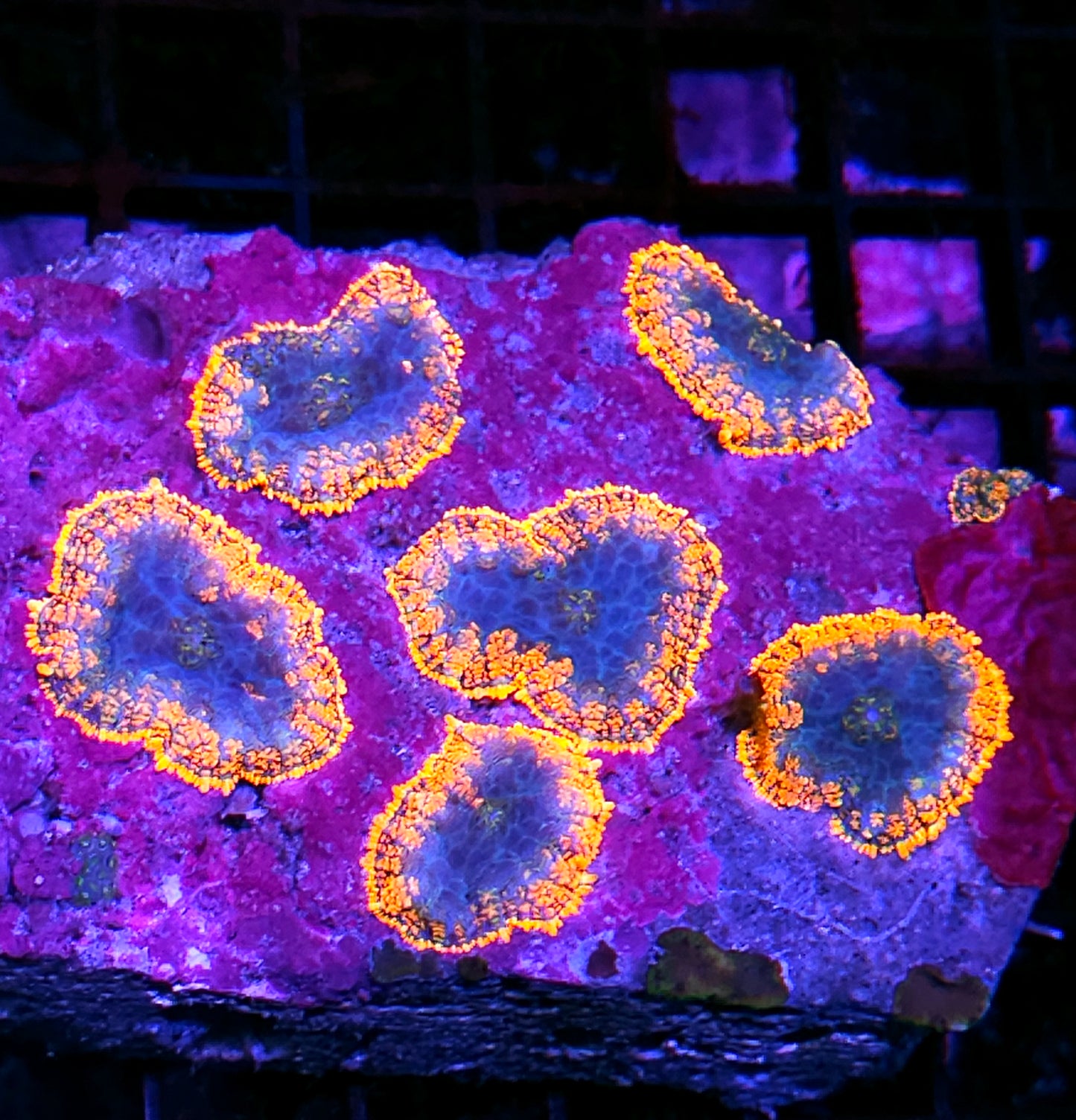 6" Lake of Fire Mushroom Colony