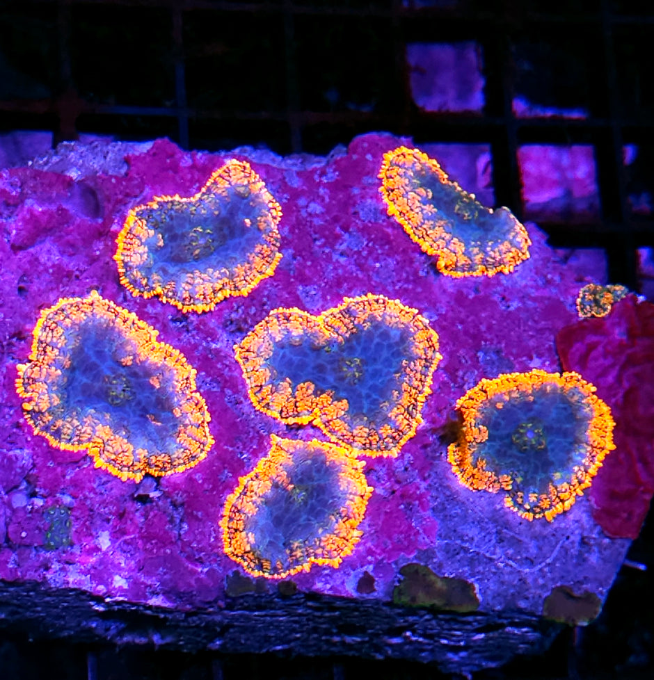 6" Lake of Fire Mushroom Colony