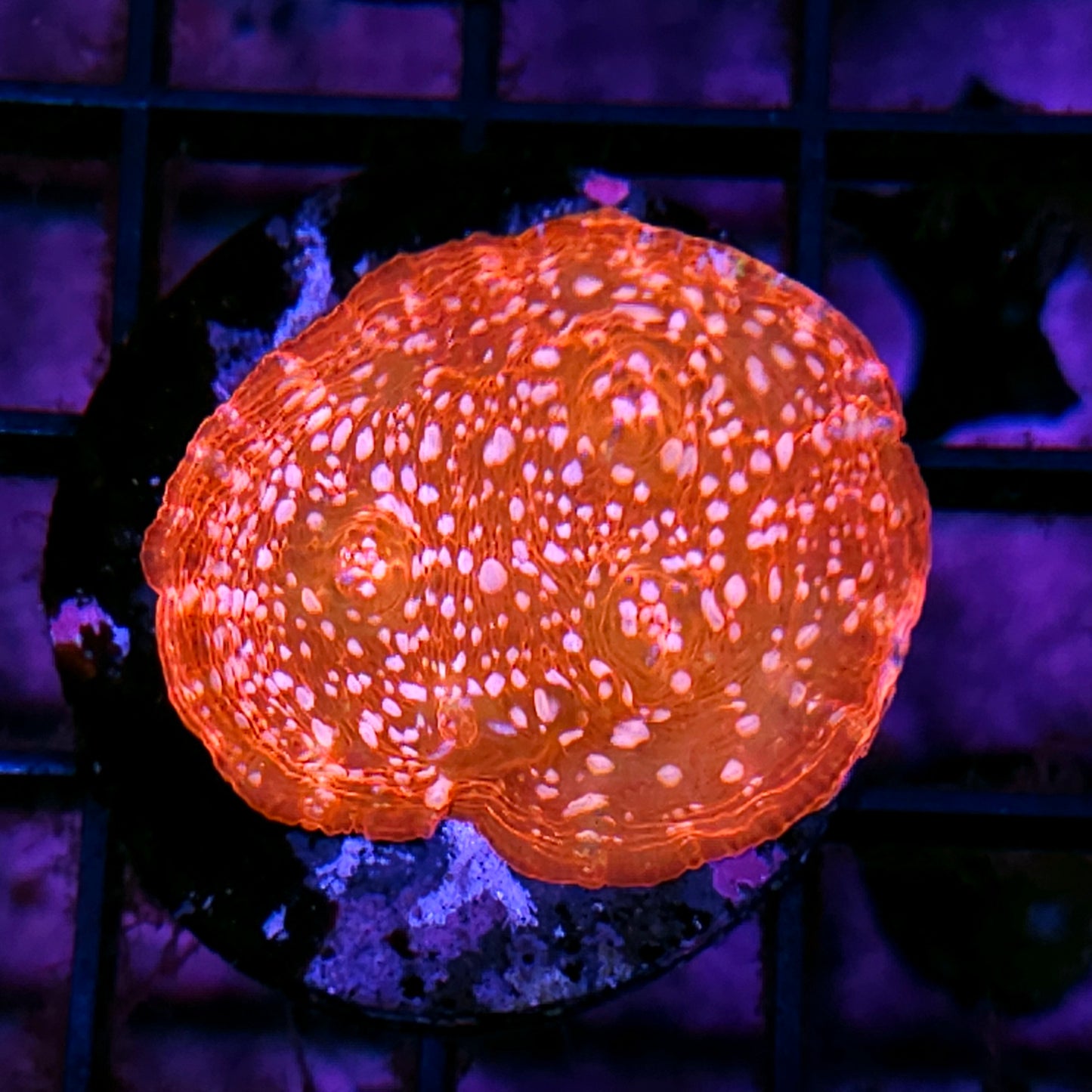 Witches Cauldron Chalice Colony