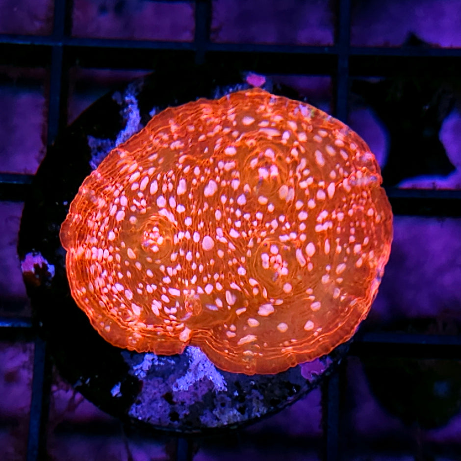 Witches Cauldron Chalice Colony