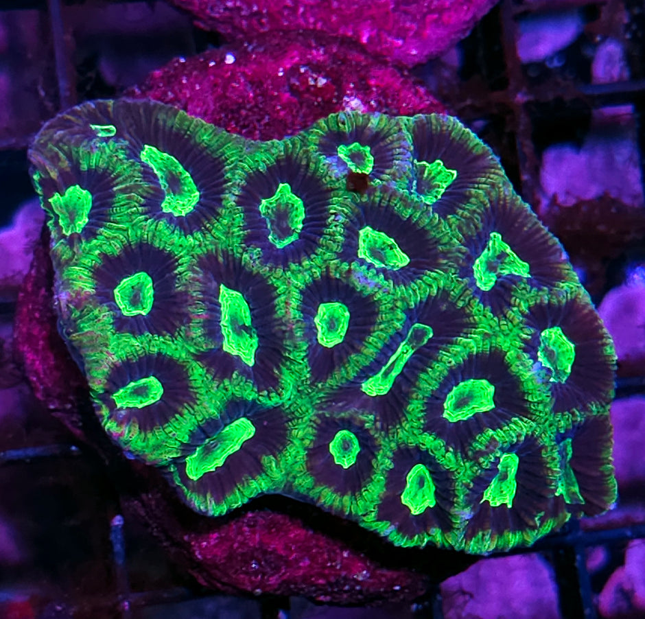 Riddler Favia Colony