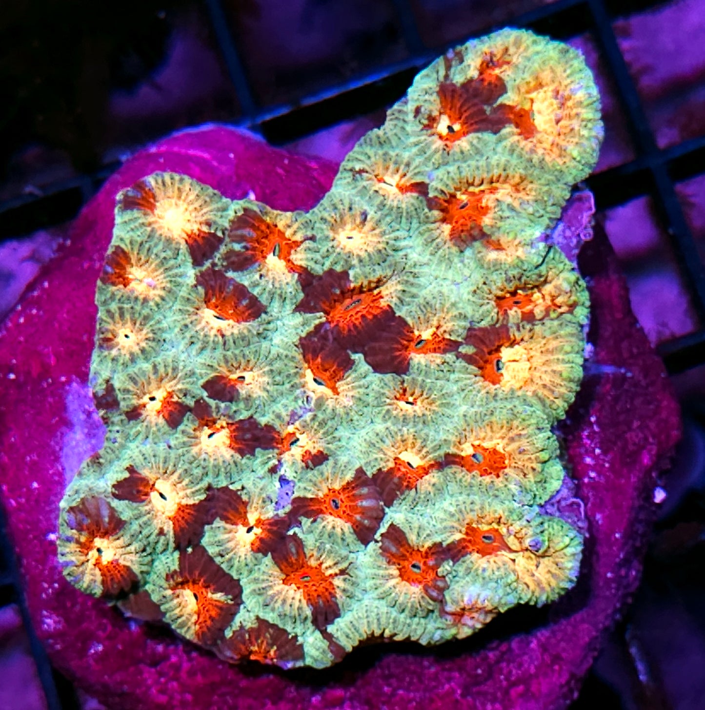 Comanche Favia Colony