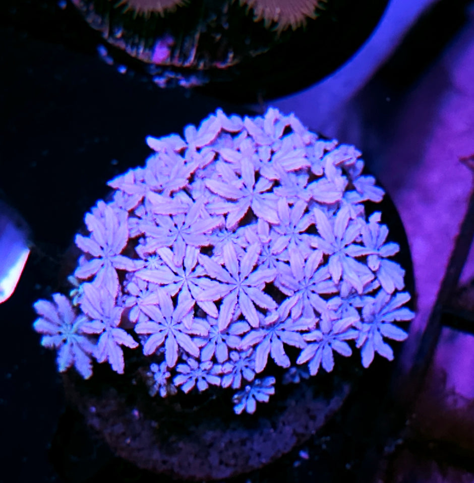 Snowflake Pipe Organ
