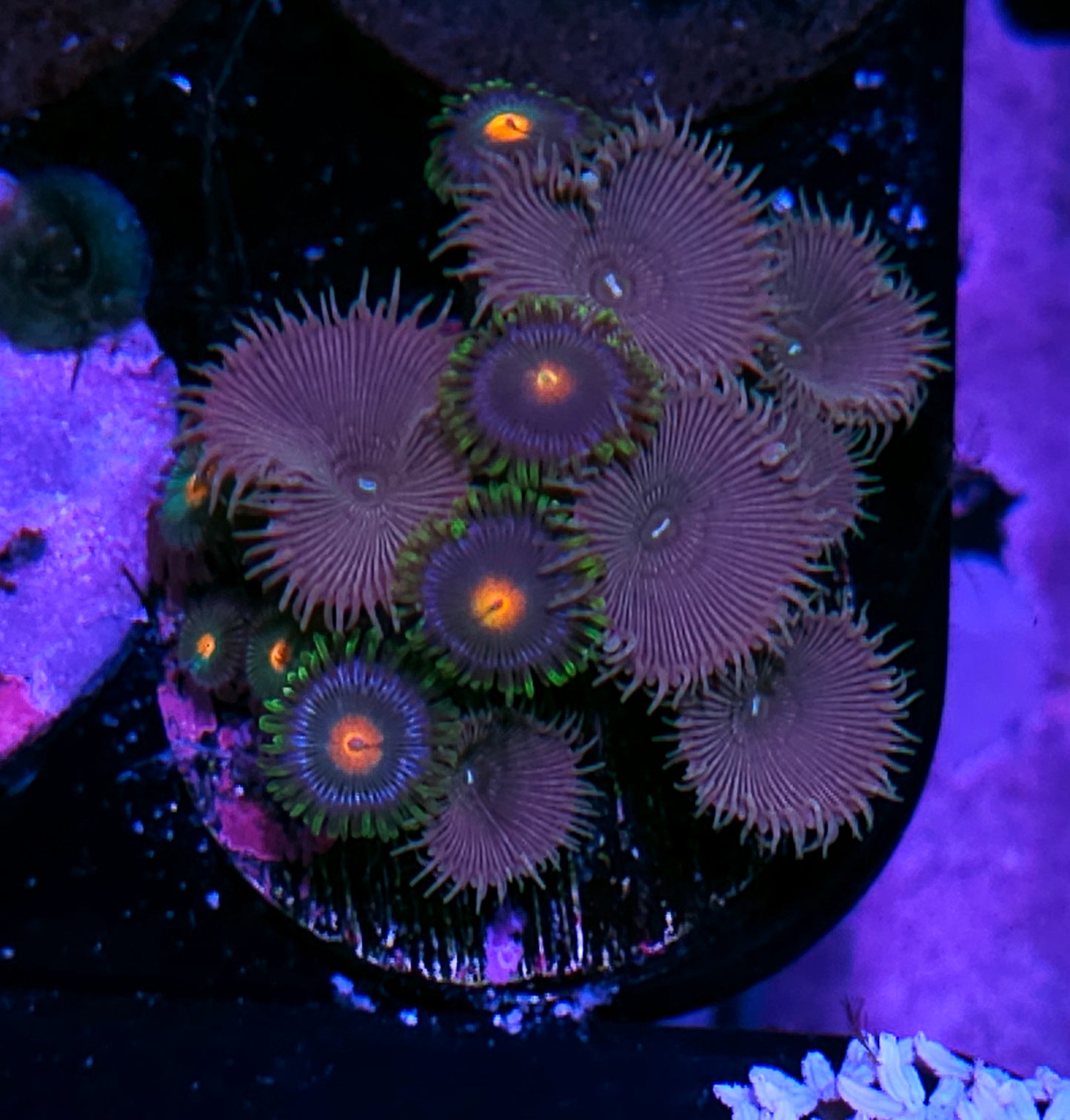 Mix Zoas