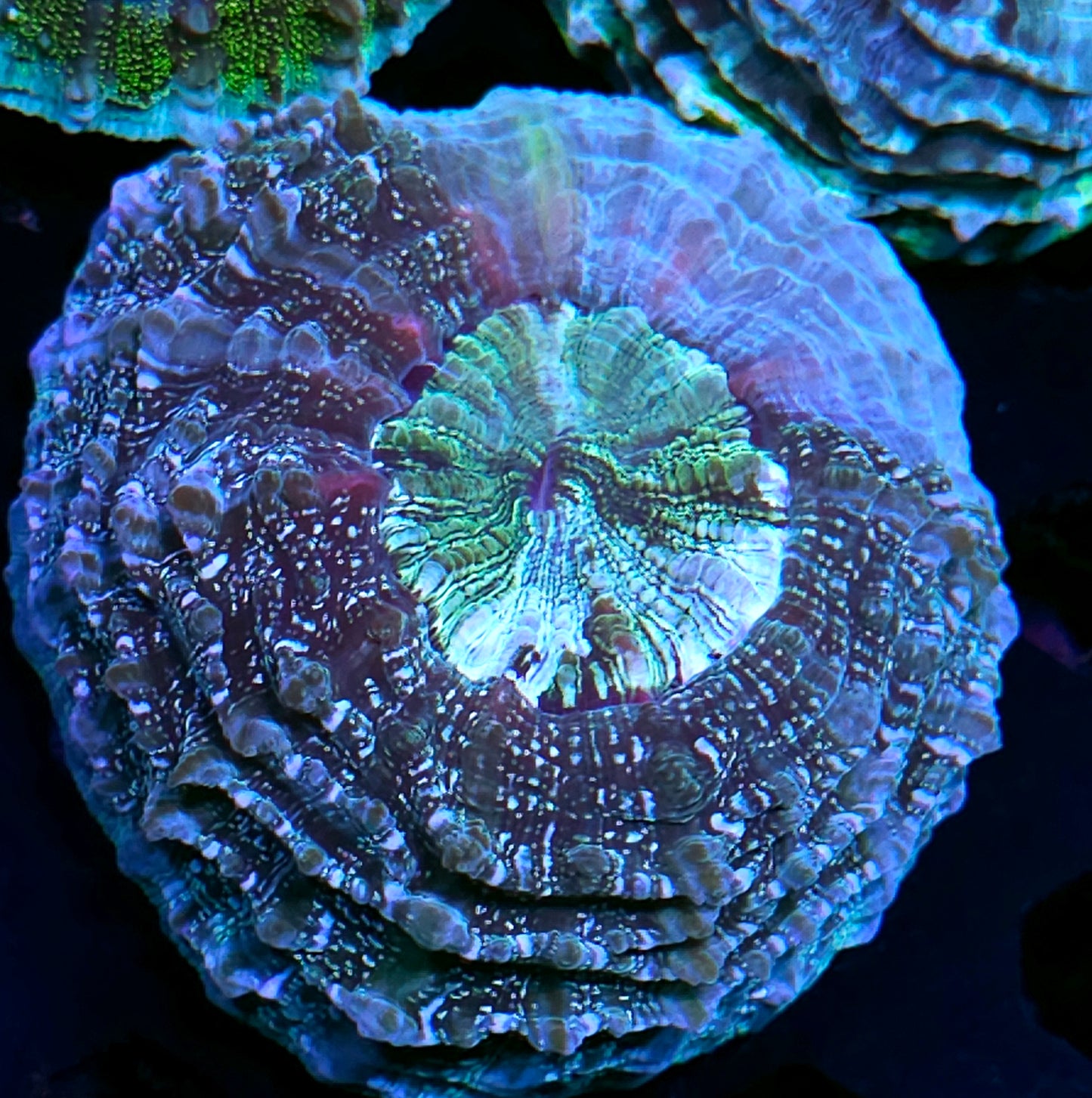 Multi-dimensional Acanthophyllia