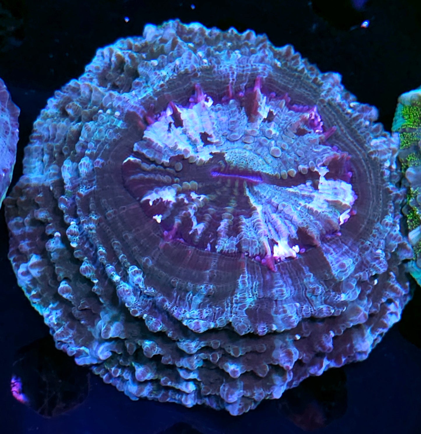 Planetary Acanthophyllia