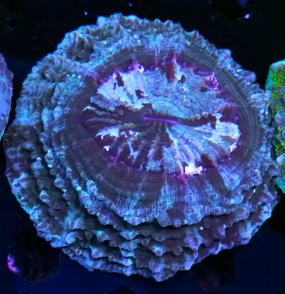 Planetary Acanthophyllia