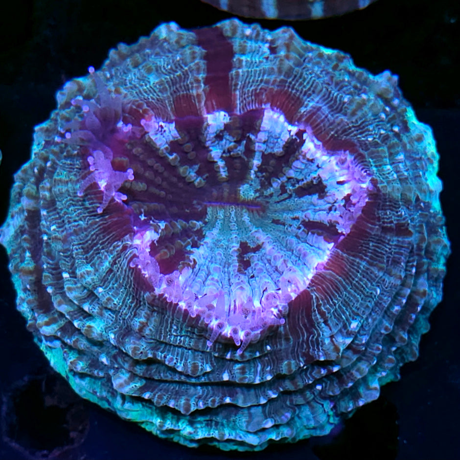 Fandango Acanthophyllia