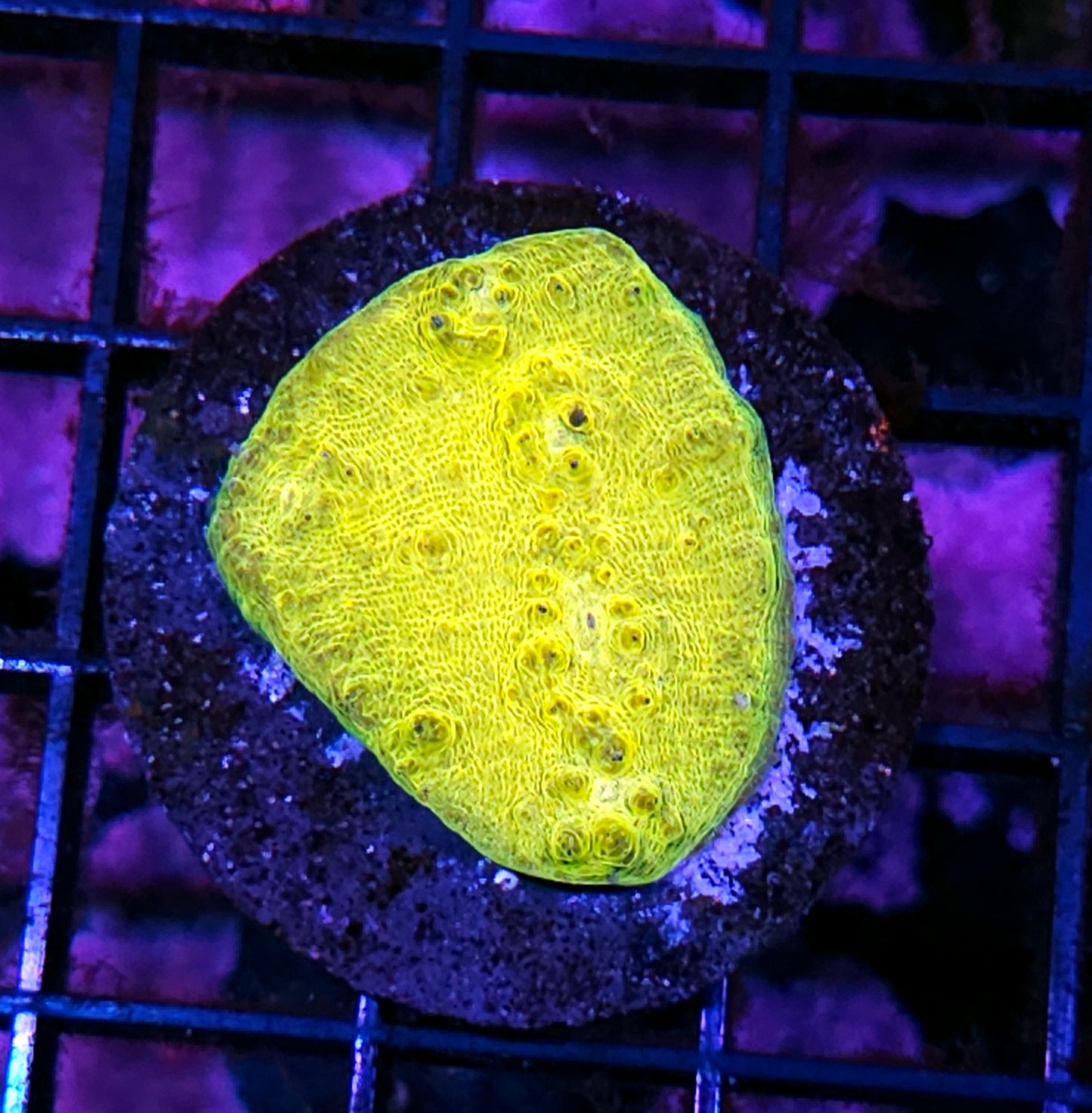HF Lemonhead Chalice