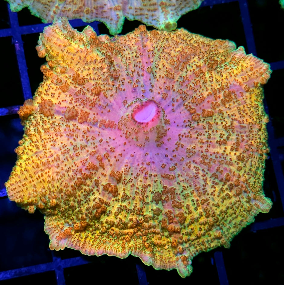 3.5" Golden Rainbow Neglecta Umbrella Mushroom