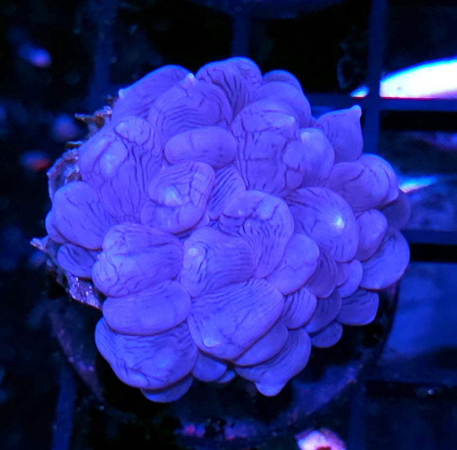 Blue Bubble Coral