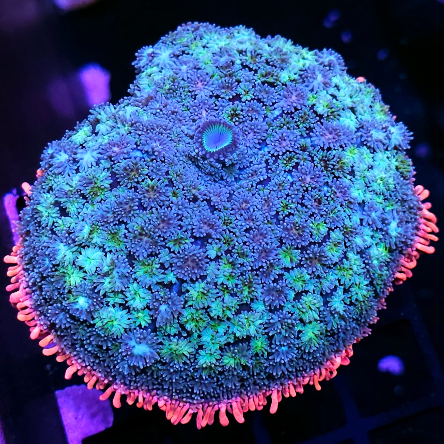 5" Frankenstein Bounce Mushroom