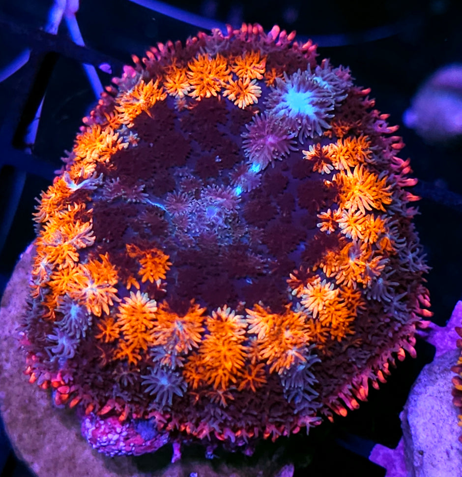 3" Super Frankenstein Bounce Mushroom