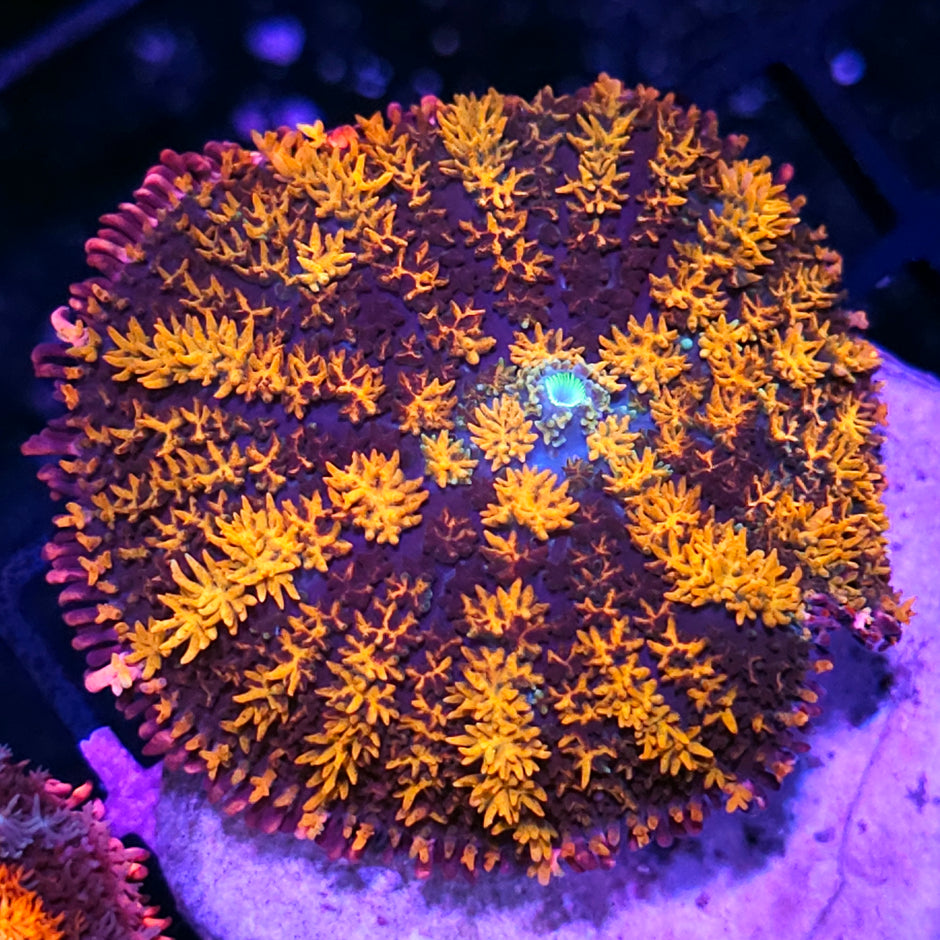 3.5" Tigress Frankenstein Bounce Mushroom