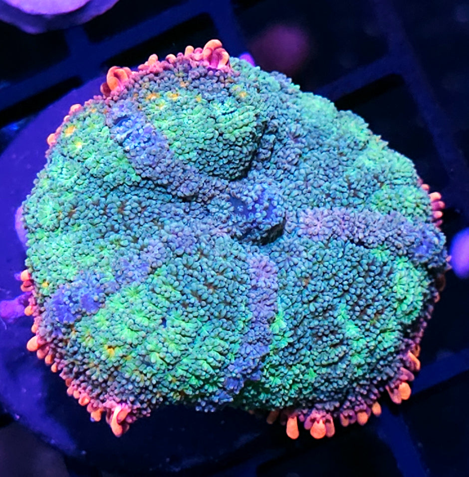 4" Frankenstein Bounce Mushroom