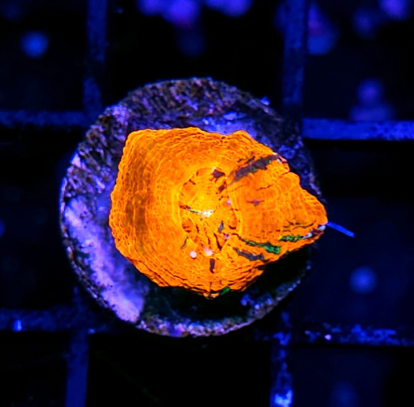 Aquacultured Tank Spawned Bleeding War Apple Scolymia