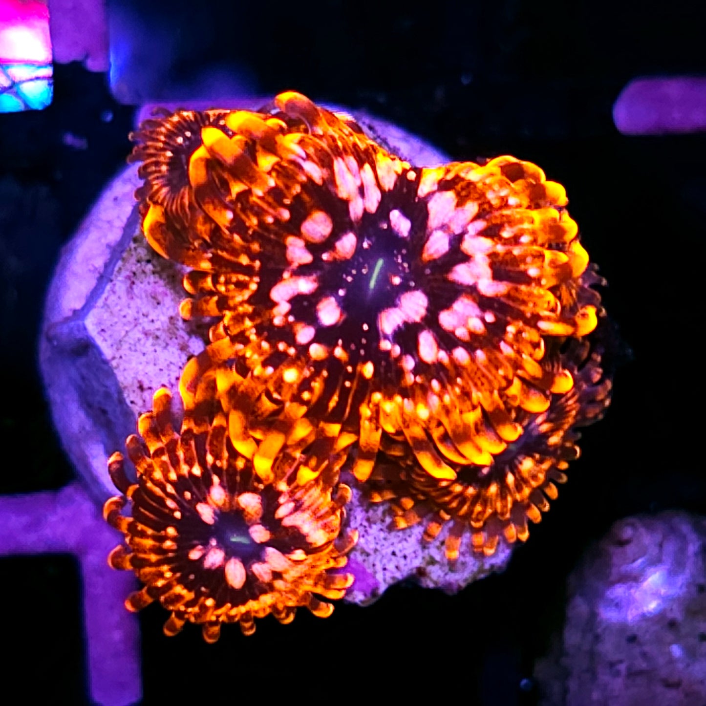 DR Utter Chaos Zoas FAT POLYPS