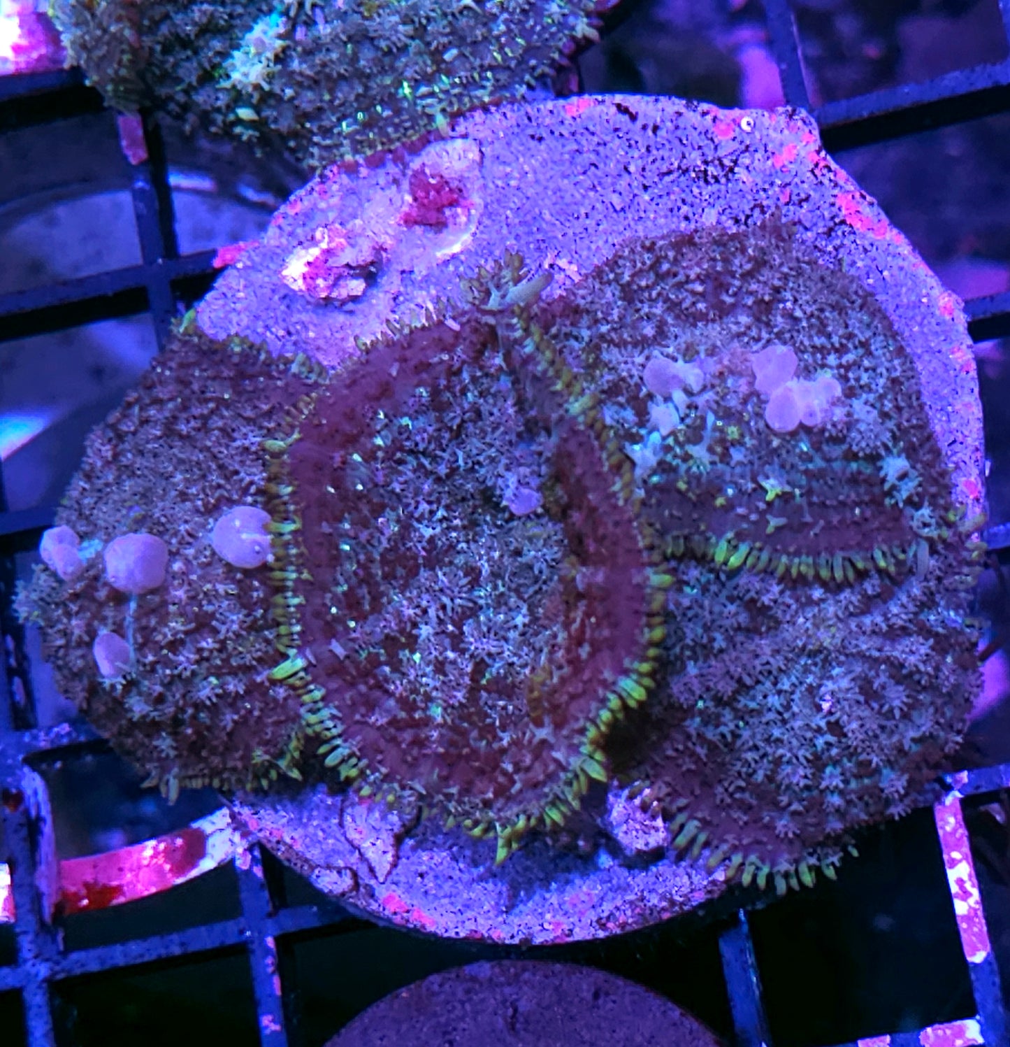 🤯HF Blue Balls Bounce Mushroom Colony🤯