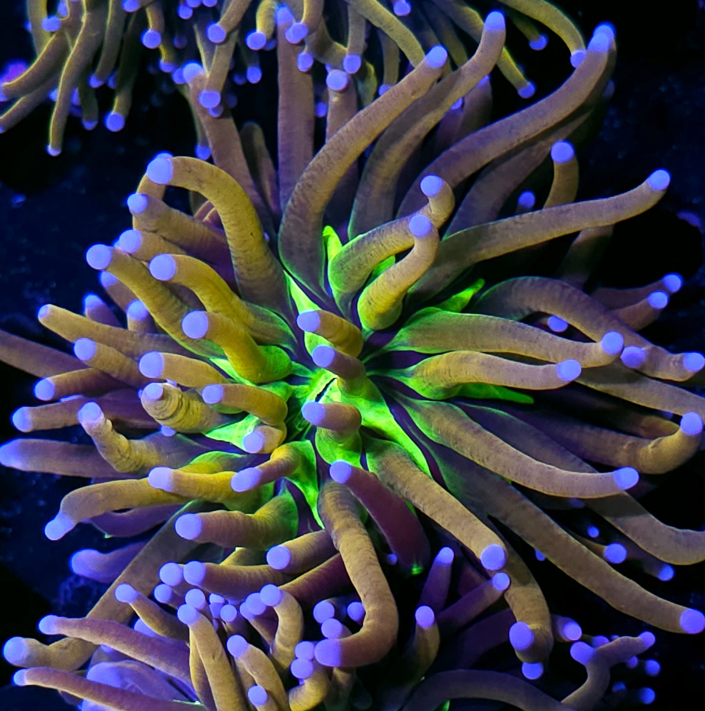 HF Tigernana Torch