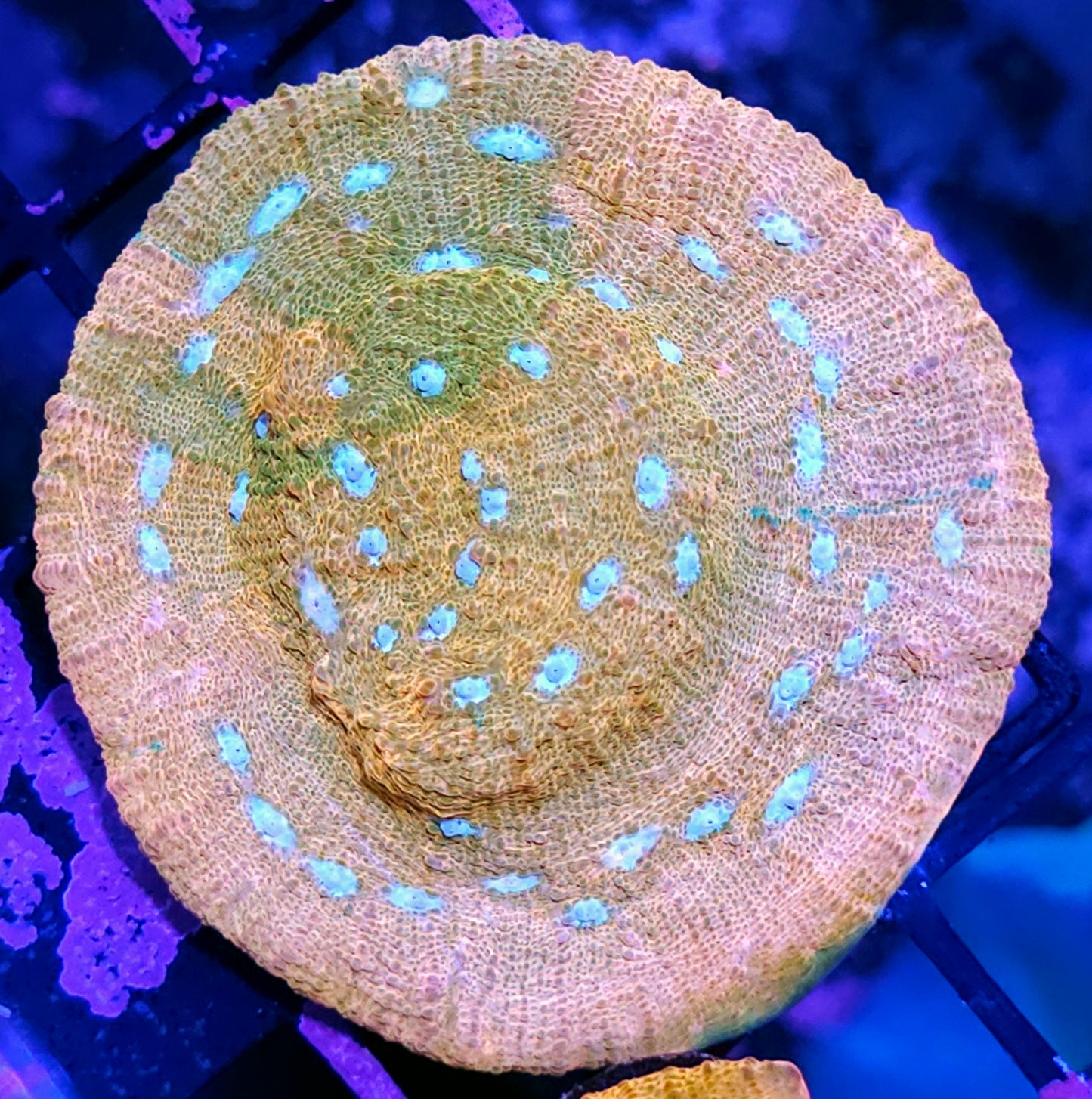 3-4" JF Orange Zombie Cupping Chalice Colony