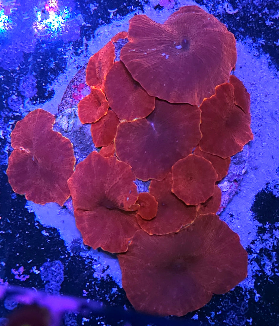 Magneto Orange Rim Mushroom Colony