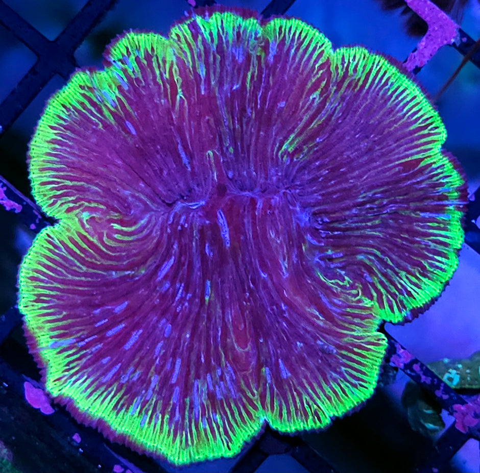 Gengar Diaseris Plate FULL PLATE