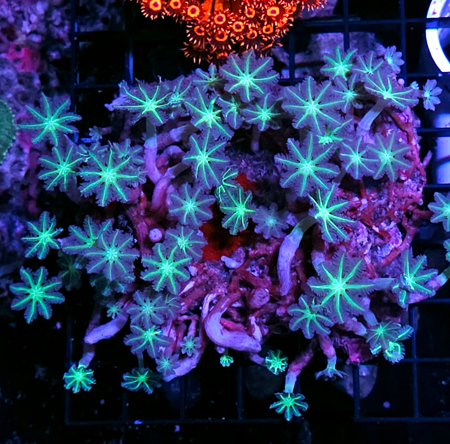6" Alien Cloves Colony